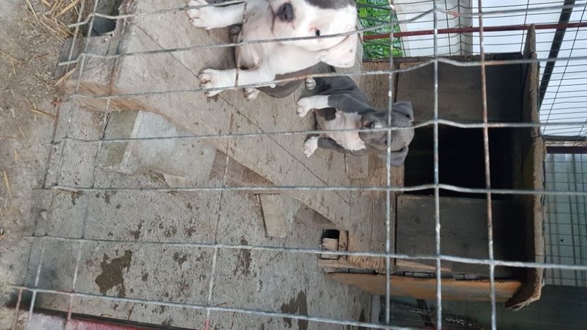  - blue amstaff