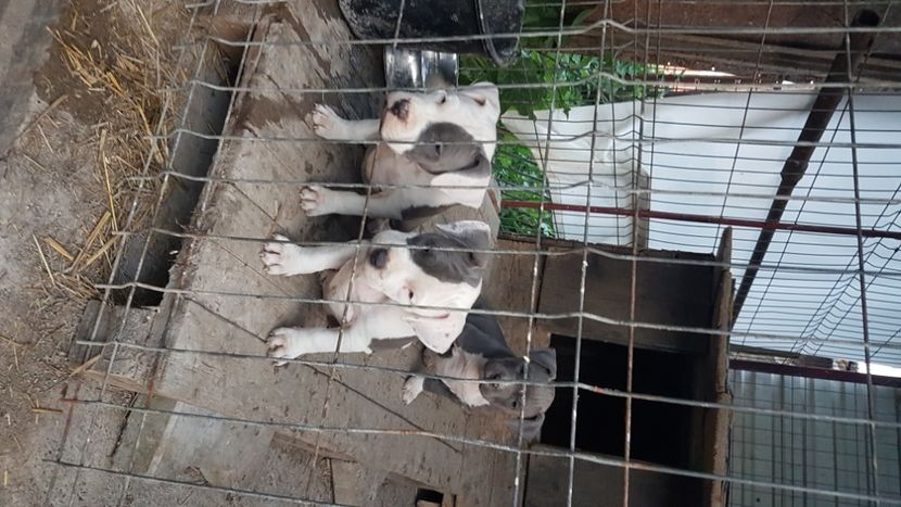  - blue amstaff