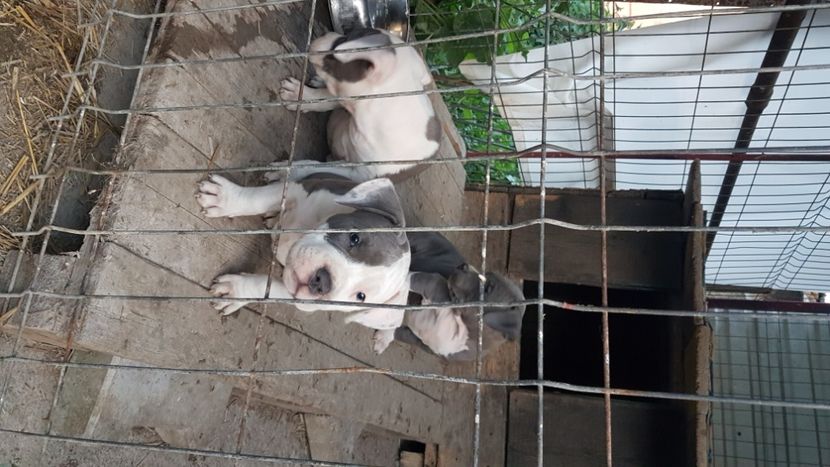  - blue amstaff