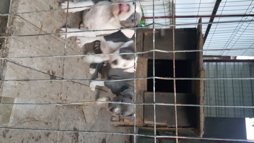  - blue amstaff