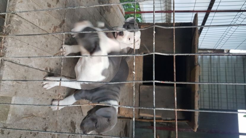  - blue amstaff