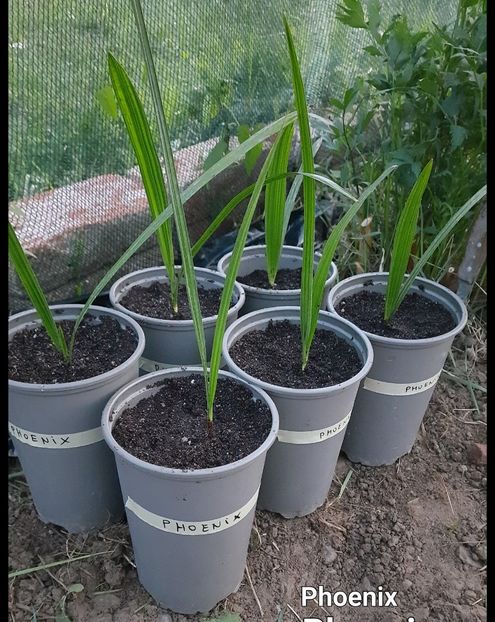 Phoenix - Palmier Phoenix