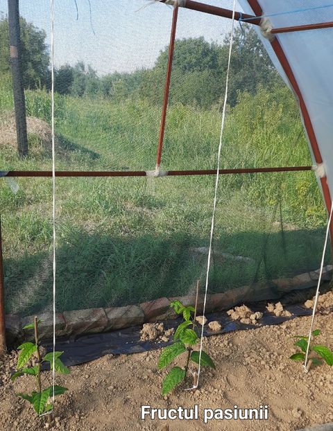 Fructul pasiunii - Fructul pasiunii 2023