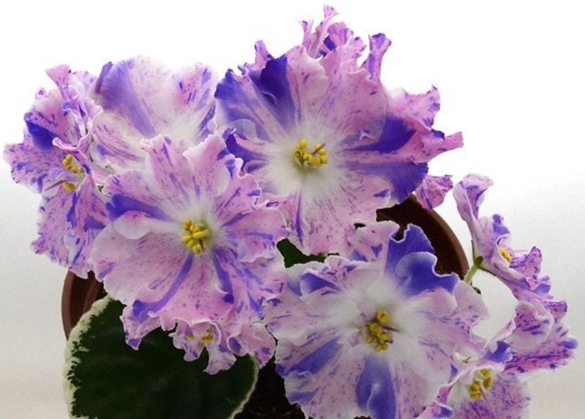 Poză net - LE Surpriz Zimy zzz