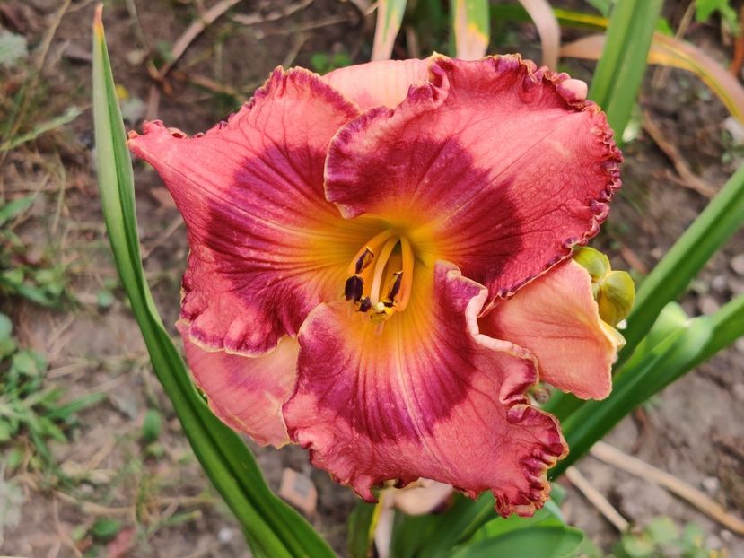 Nocturnal butterfly - Hemerocallisi