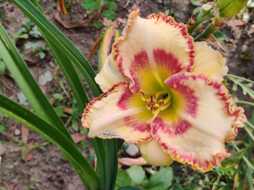 Lady Betty Fretz - Hemerocallisi