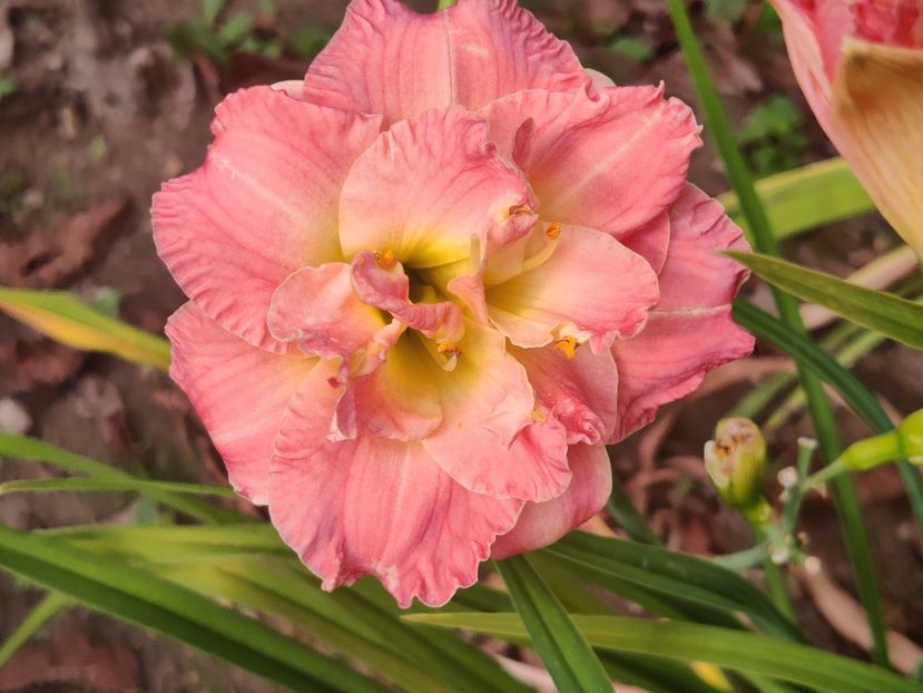 Lacy doily - Hemerocallisi
