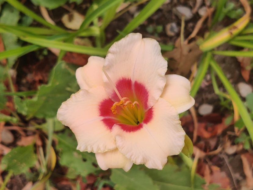 Raspberry candy - Hemerocallisi