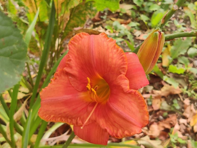  - Hemerocallisi