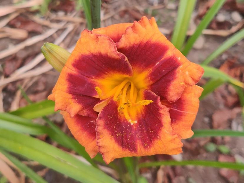 Madeline nettles eyes - Hemerocallisi