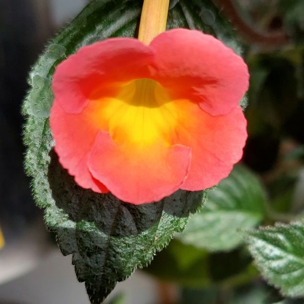 2023 - Peach cascade