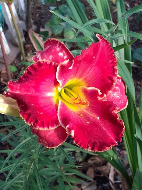  - 0001 HEMEROCALLIS - DELPHINUM