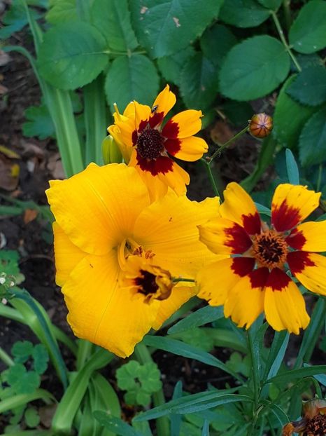  - 0001 HEMEROCALLIS - DELPHINUM