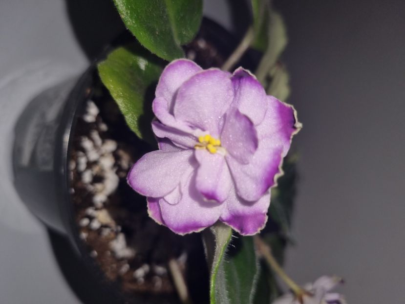 15.07.2023 - Ultra Violet Nebula