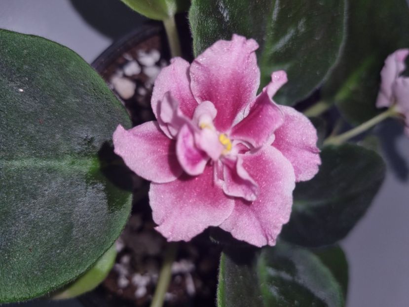 12.07.2023 - Moroznaya Vishnia