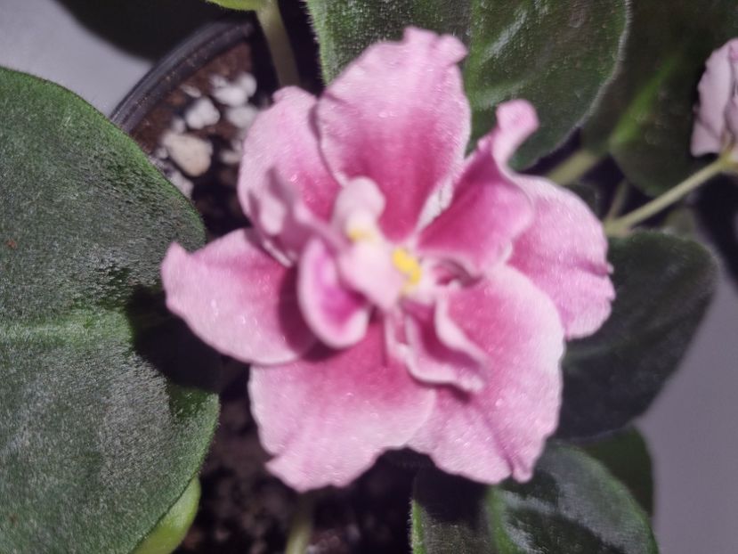 12.07.2023 - Moroznaya Vishnia