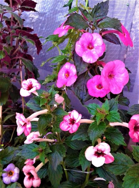  - 0000 ACHIMENES