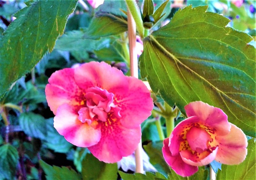  - 0000 ACHIMENES