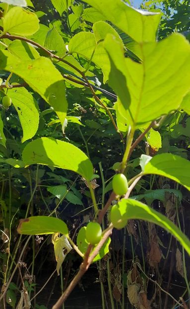 Mini kiwi - Mini Kiwi Issai