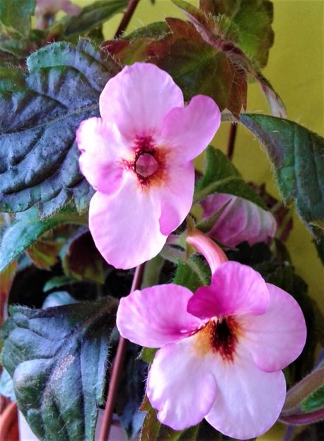  - Frumosi mei achi astazi