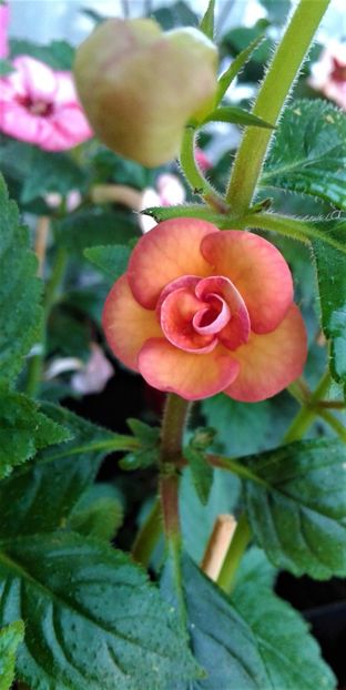  - Frumosi mei achi astazi