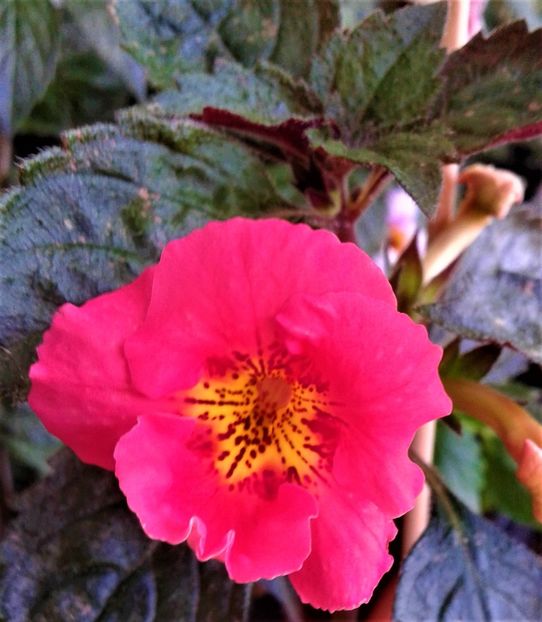  - Frumosi mei achi astazi