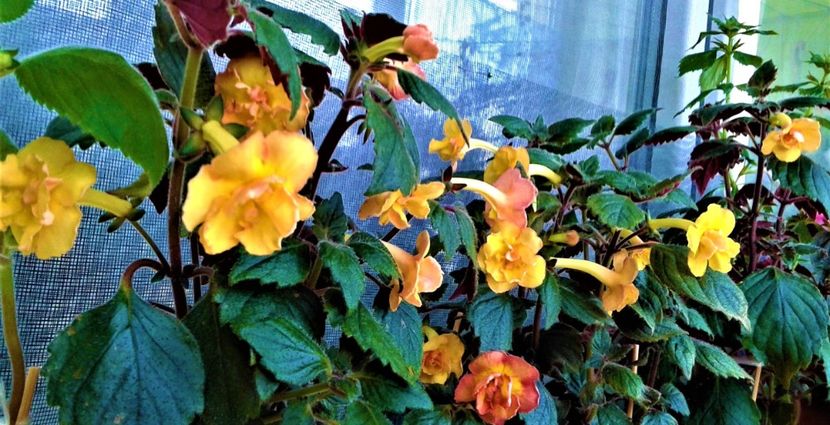  - 000012 ACHIMENES