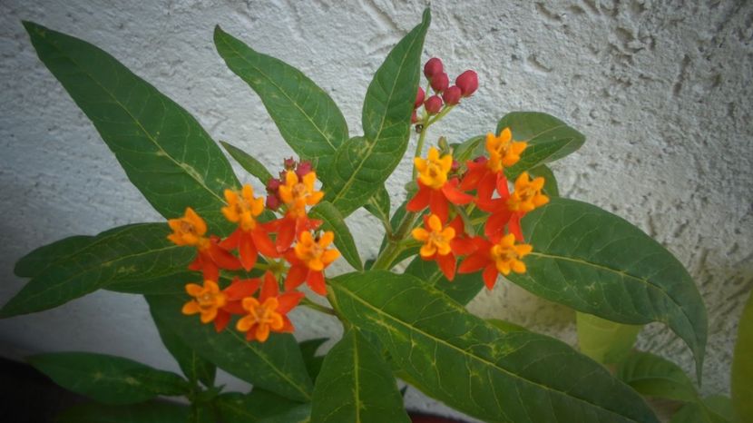Asclepias curassavica,minunata... - Splendori in gradina
