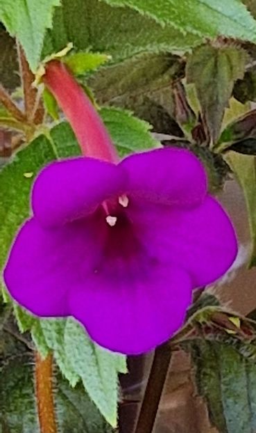 Rfs Mexican Burgundy  Velvet - Achimenes 2023