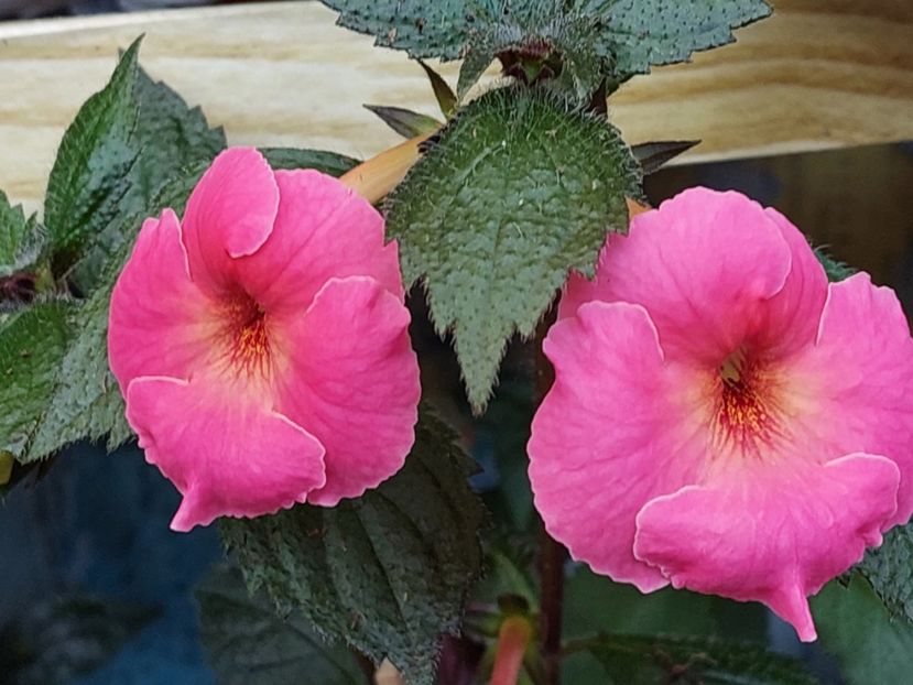  - AAA RIZOMI ACHIMENES DISPONIBILI -2023