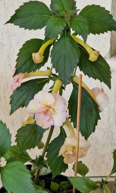  - Yellow English Rose p