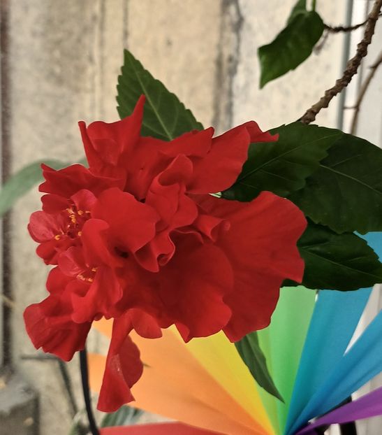  - Trandafir japonez roșu