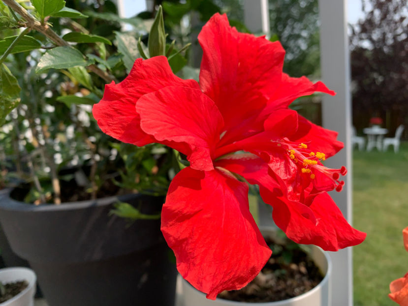  - Jurnalul gradinii 2023