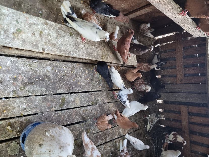  - 8-Jucatorii de Ardeal vechi