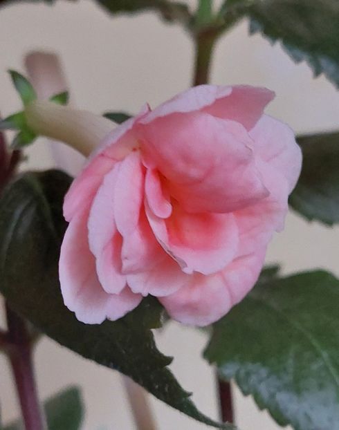  - RF-S PINK SWAN