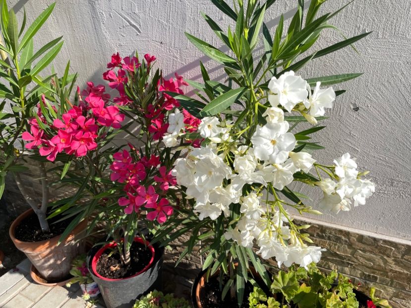 92A06C72-6AA2-4300-9793-EB36C1A1C510 - 0006 - Leandri 2023-2024-2025