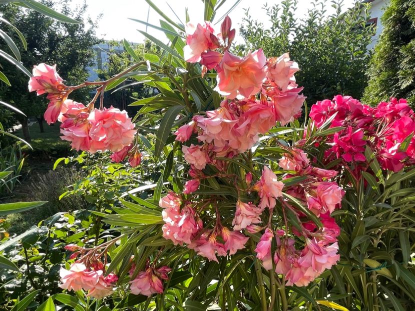 1F4427B1-B25F-424A-9B1C-A69BD0C0E16C - 0006 - Leandri 2023-2024-2025