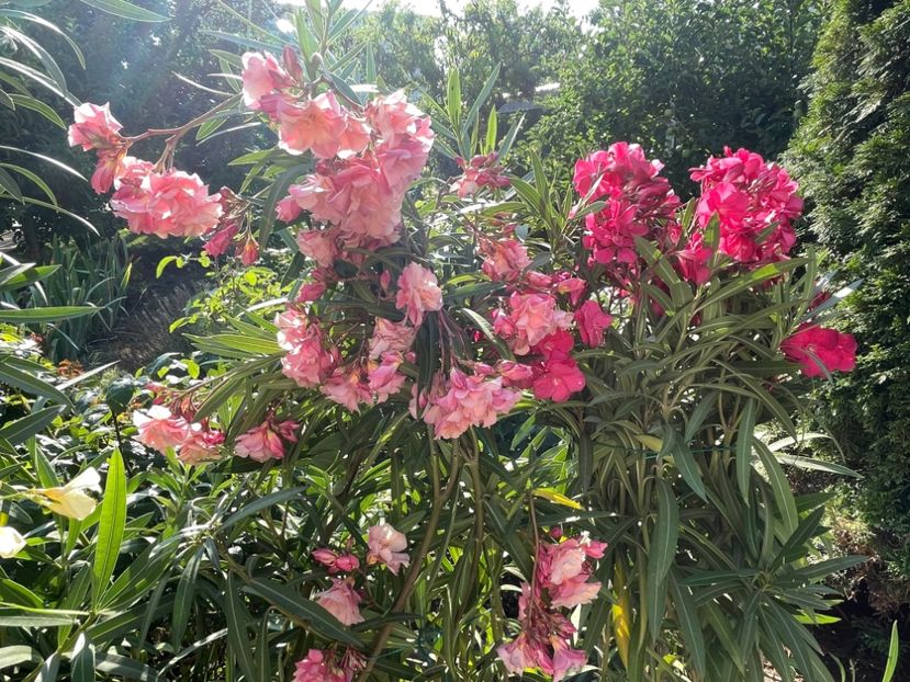 AE7B93FF-8EDB-42D4-A982-C6E1ECC65913 - 0006 - Leandri 2023-2024-2025