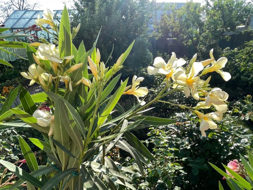 55B322B9-2769-4B97-B3FB-C3709BBCD1CF - 0006 - Leandri 2023-2024-2025