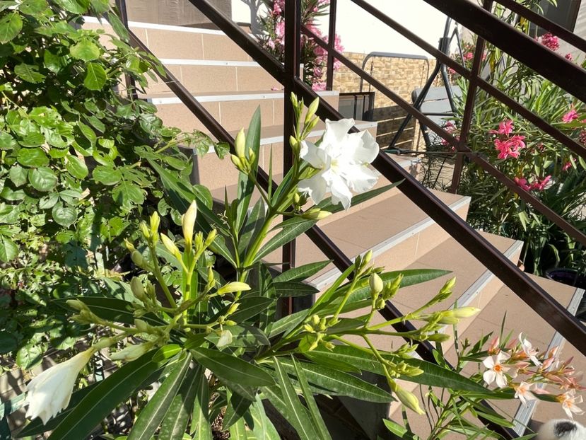 212482FC-07DA-408A-848B-6E46A3352518 - 0006 - Leandri 2023-2024-2025