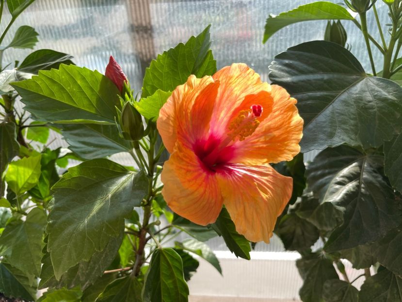 2DB6E008-99EB-4679-9E73-F22B1204A7AB - Orange - Roz - Rosu