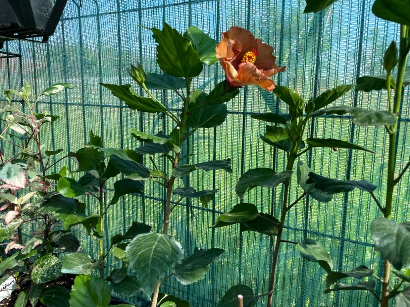 FDC479F3-95B1-4840-B9D2-6A7FCB244B67 - 001 - Hibiscusi