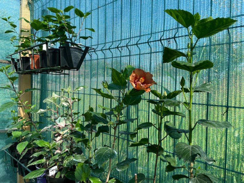 21877EEF-7735-4B6C-9E38-0E1B5AF7AC07 - 001 - Hibiscusi