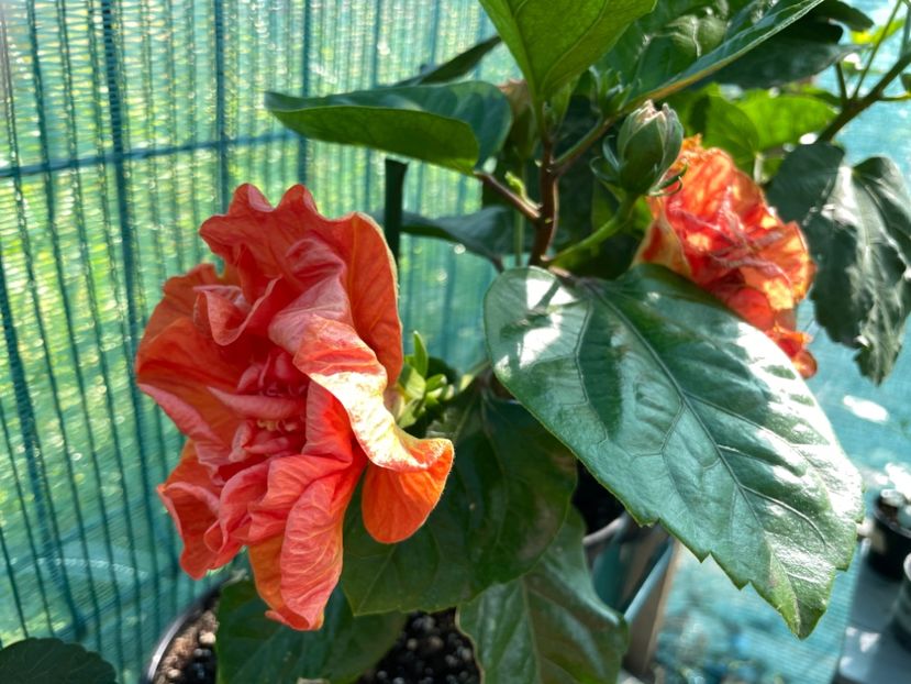 6DFE3286-82A5-4263-AB30-BE15EF8CA271 - 001 - Hibiscusi