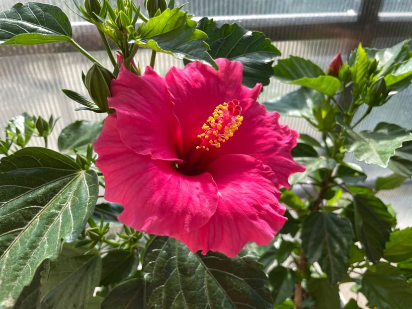 F63AC3F6-5FF9-4FD7-87B8-F64DAFF96E41 - 001 - Hibiscusi