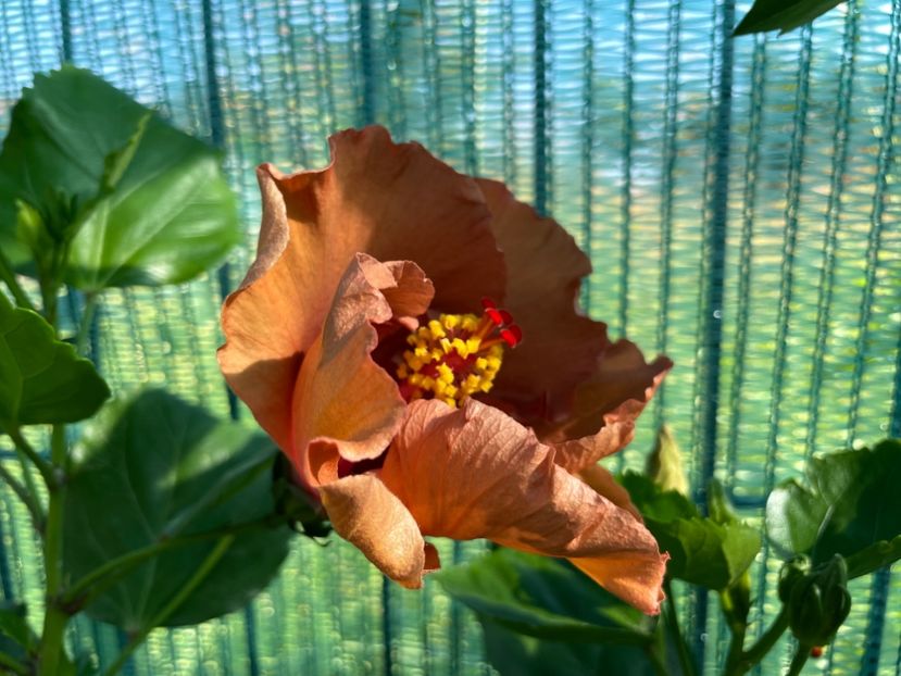 2E103921-067D-4732-A5F9-600645FC6722 - 001 - Hibiscusi