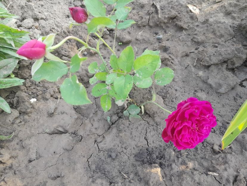 Munsted wood - Primul bobocel și prima floricică mult așteptată
