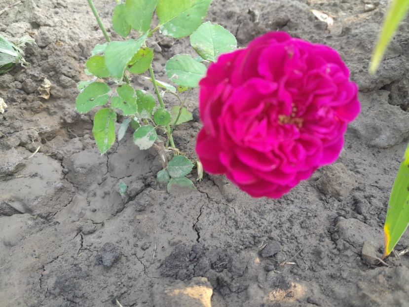 Munsted wood - Primul bobocel și prima floricică mult așteptată