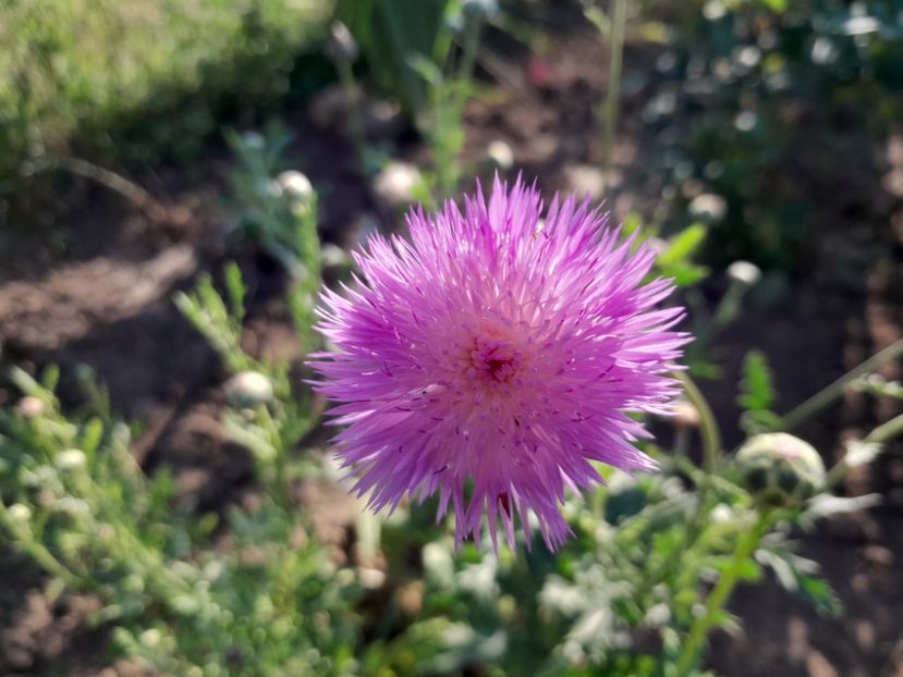  - 2023 floricele din grădină