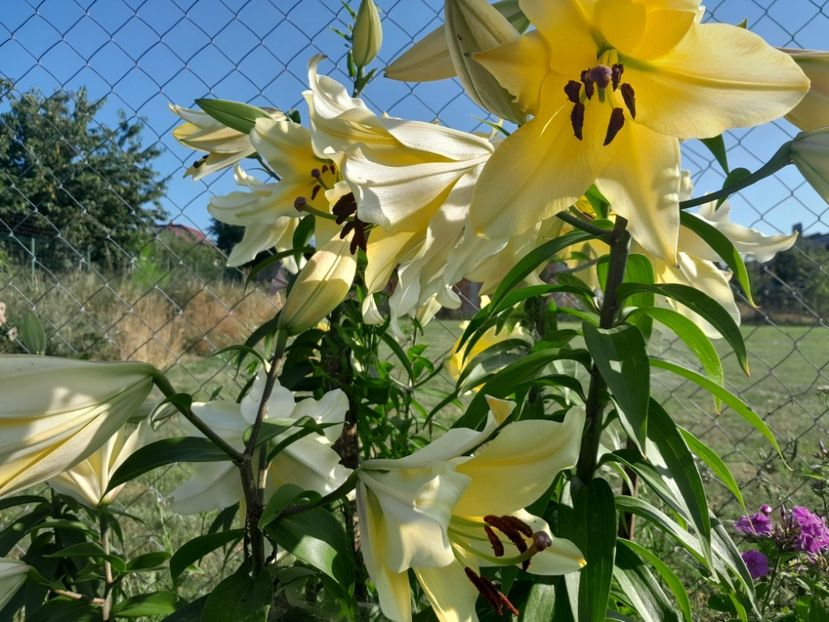  - 2023 floricele din grădină